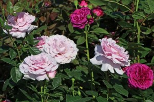 PACIFIC BLUE (hybrid tea)
